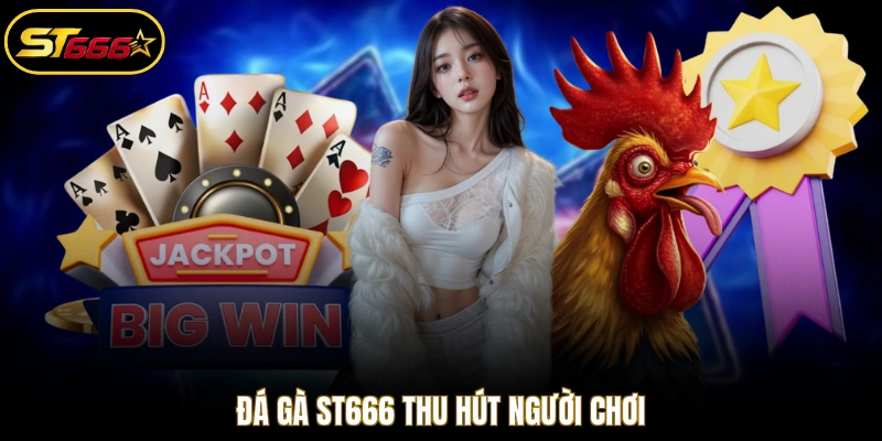 Đá gà ST666 thu hút người chơi